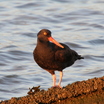 Black Oystercatcher